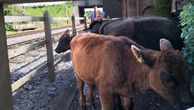 2019.06.06. Cattle-rancher-cum-guard-cum-Williton-Station-Staff Dave Scott has corralled a herd which walked down the line from Teddybear Crossing! © Richard Salt