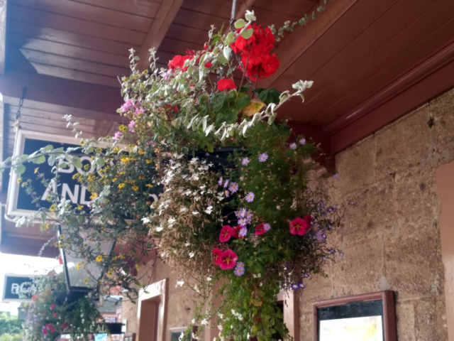 2019.08.30. One of the many floral displays keeping Williton Station bright and cheerful. © Chris Hooper.